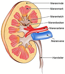 Nierenanatomie